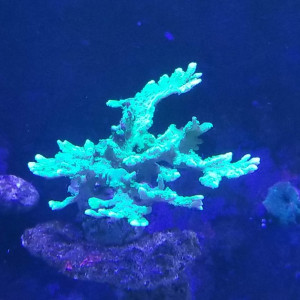 Corales SPS