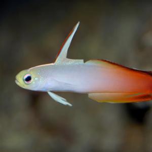 Pez dardo de fuego - Firefish (Nemateleotris magnifica)